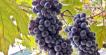grapes4