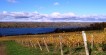 Seneca Lake Riesling
